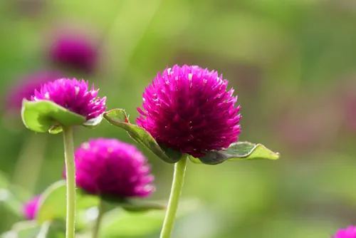 Globe amaranth or Gomphrena globosa, Globe Amaranth, Bachelor Button